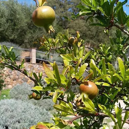 Il Giardino