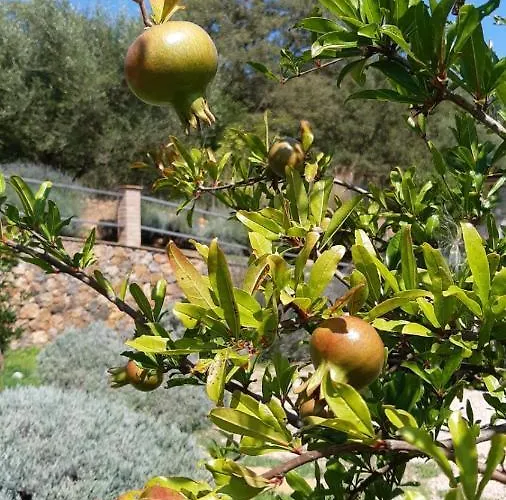 Il Giardino